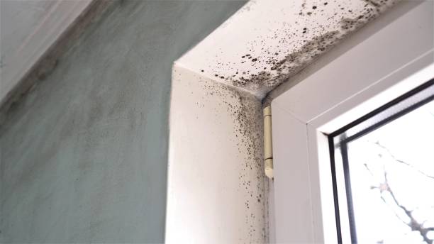 Best Commercial Mold Remediation in Lemoyne, PA